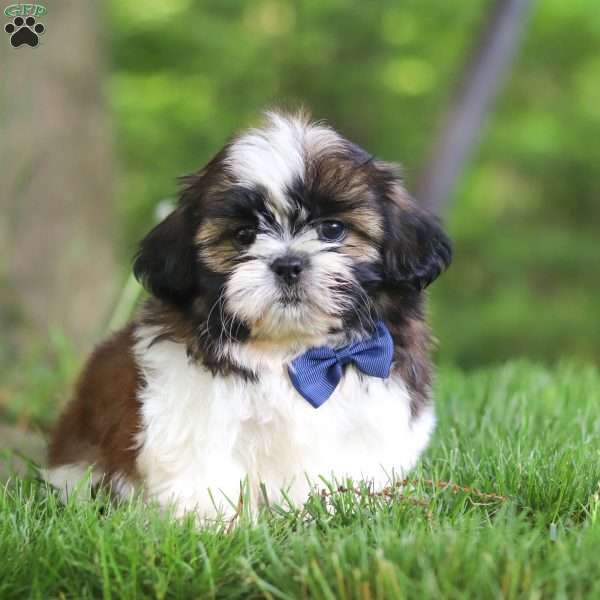 Biscuit, Shih Tzu Puppy